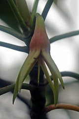 Rhizophoraceae - Mangrove