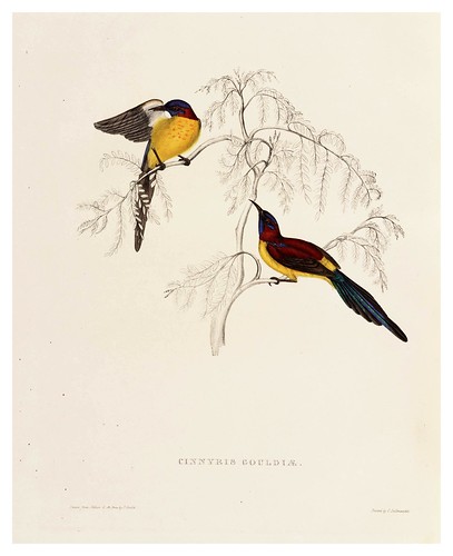 003-Cinnyris Gouldiae-A Century of Birds from the Himalaya Mountains-John Gould y Wm. Hart-1875-1888-Science Naturalis