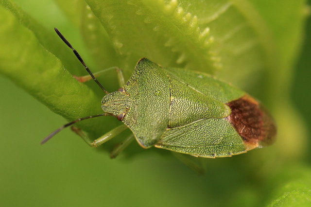 Heteroptera / 亀虫(カメムシ)