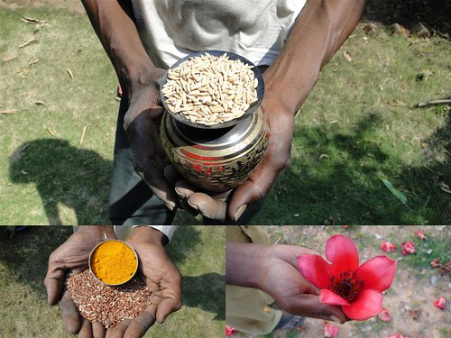 Medicinal Rice Formulations for Diabetes Complications and Heart Diseases (TH Group-45) from Pankaj Oudhia’s Medicinal Plant Database by Pankaj Oudhia
