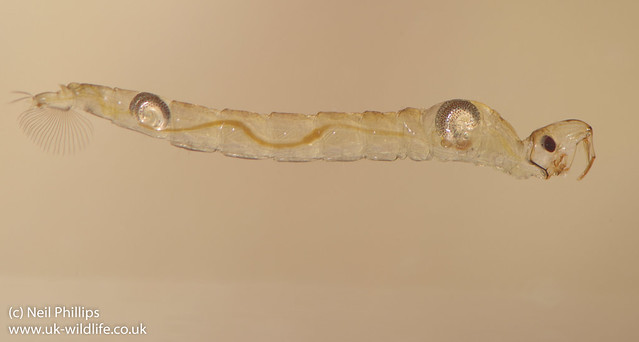 phantom midge larva