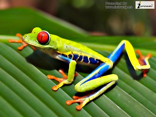 Free Download Frog Natural HD Wallpaper