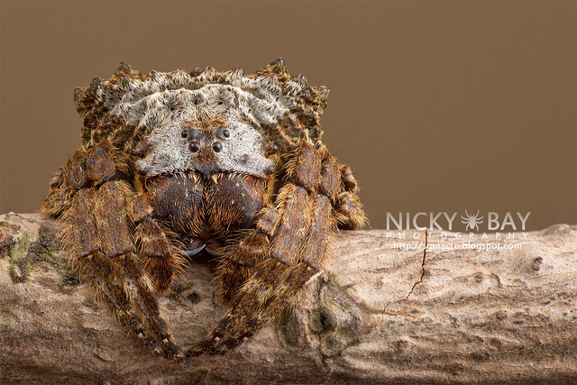 Big-Headed Bark Spider (Caerostris sp.) - DSC_7275