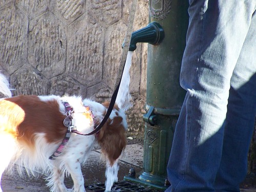 Dog drinking from a water fountain