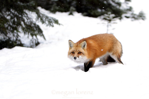 Sneaky Fox by Megan Lorenz