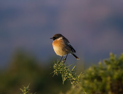 Stonechats/Whinchats & Linnets