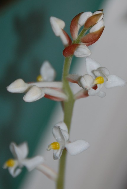 jewel orchid flowers