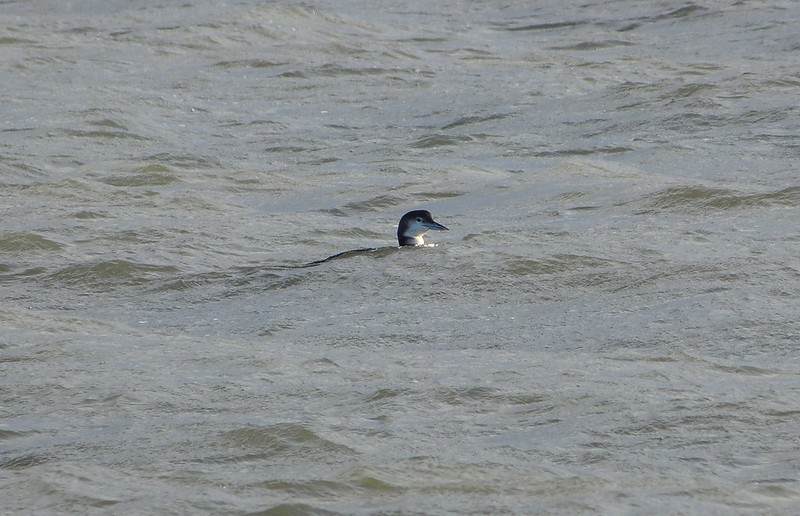 P1060830 - Great Northern Diver, Burry Port