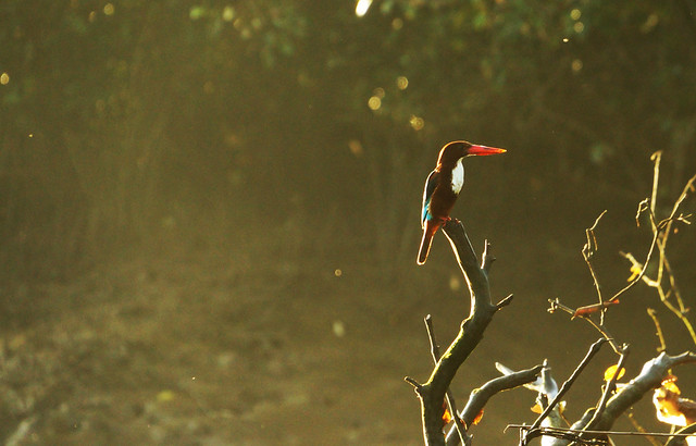 White throated Kingfisher