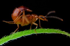 Coleoptera (Philippines)