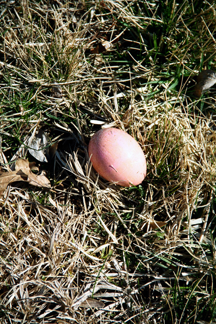 Egg-Thrown_in-grass