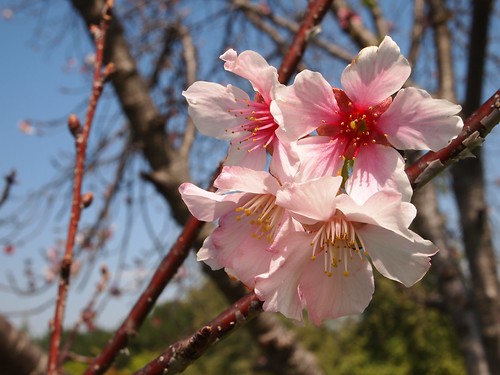 Lake Balboa Cherry Blossoms 2014 - 05