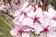2017-03-22 pink flowers 8
