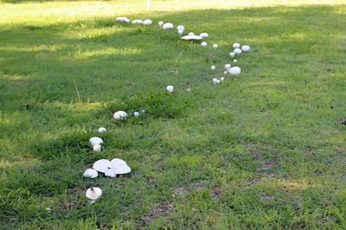 Mushrooms 14