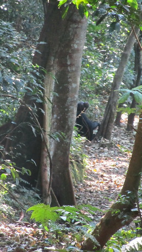 Chimp taking a break by a tree.