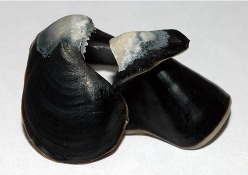 07、鸚鵡螺的喙部完全鈣化，強而有力。圖片作者：李坤瑄。