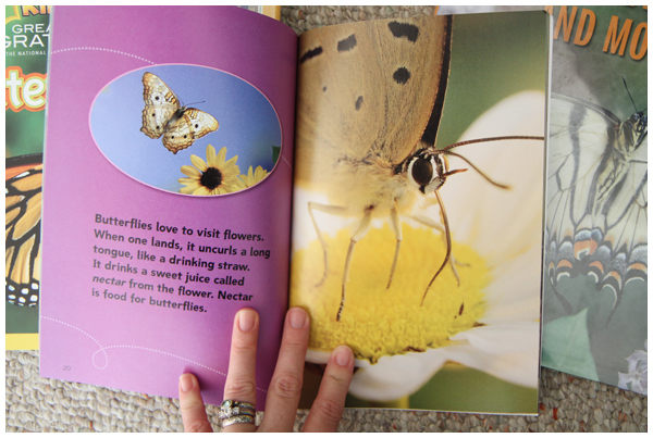 Awesome butterfly life cycle books for kids