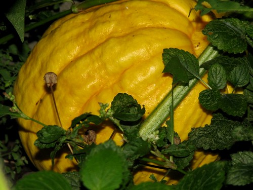 The mighty pumpkin is still growing by rustumlongpig