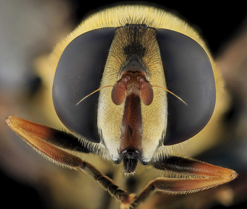 Syrphid Fly, Face, MD, Beltsville_2013-09-28-17.19.48 ZS PMax
