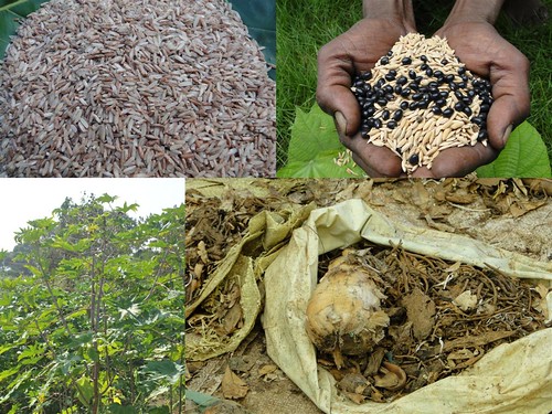 Indigenous Medicinal Rice Formulations for Kidney, Heart and Spleen Diseases and Cancer and Diabetes Complications (TH Group-117 special) from Pankaj Oudhia’s Medicinal Plant Database by Pankaj Oudhia