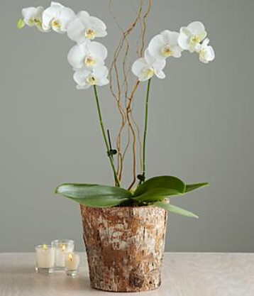 Pro Flowers Orchid