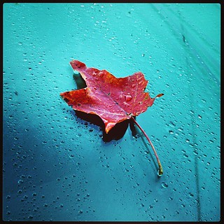 My windshield this morning #fall #foliage #newengland #leaf #raindrops