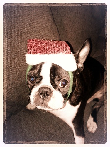 Merry X-Mas from Elvis & co.