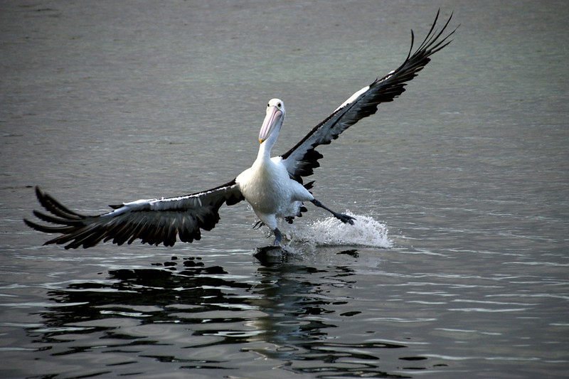 pelican landing