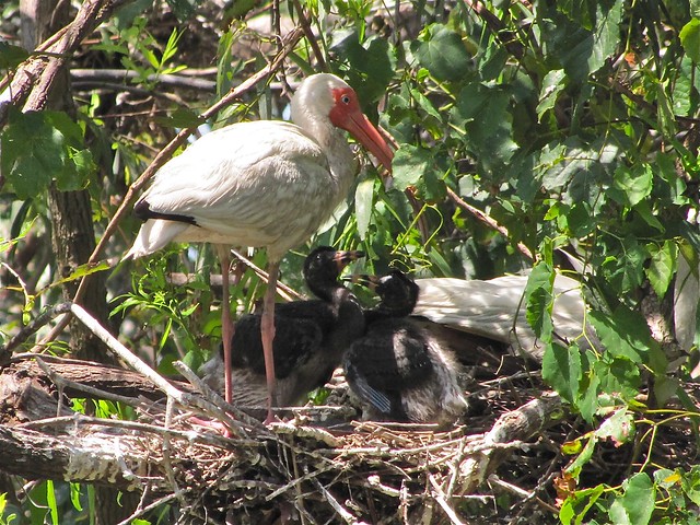 White Ibis at Pinckney Island National Wildlife Refuge 15