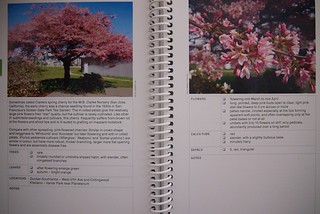 Cherry Blossom Guidebook