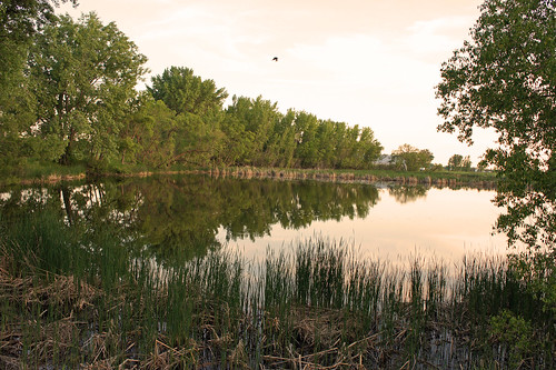 Quiet Evening On The Pond