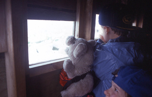 Piggy and Tommy looking out the blind at the puffins and razorbills on Machias Seal Island