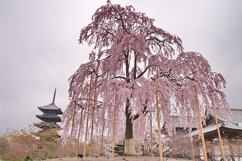 【写真】桜 : 東寺