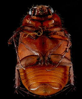 June bug 2, U, Underside, Upper Marlboro, MD_2013-07-03-15.01.42 ZS PMax