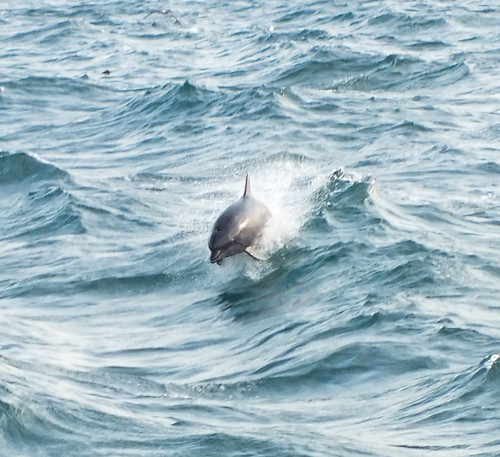 Delfinek vonulnak a Fekete-tengerre