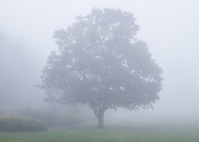 Tree in Fog #1