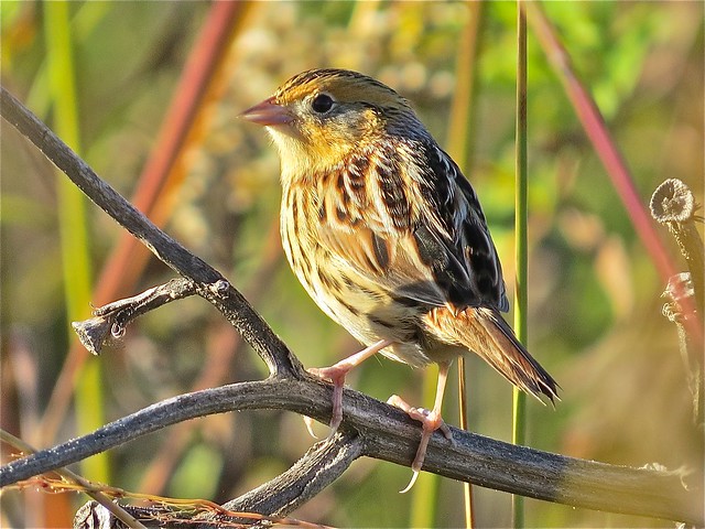Le Conte's Sparrow at Sugar Grove Nature Center in Funks Grove, IL 01