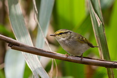 黃眉柳鶯 Yellow-browed Warbler