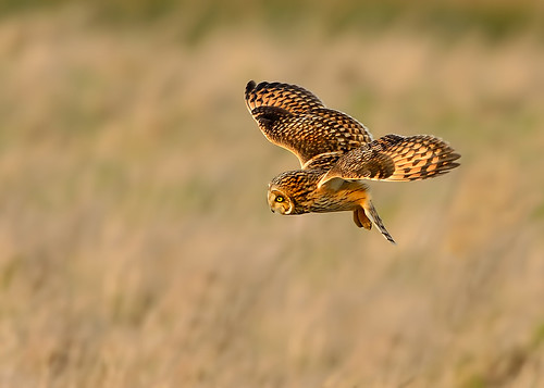 SEO - seen something and applied full air brakes in the late afternoon sun (for a change we saw sunshine) by Andy Pritchard - Barrowford