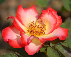 Schenectady Rose Garden 8-22-2012
