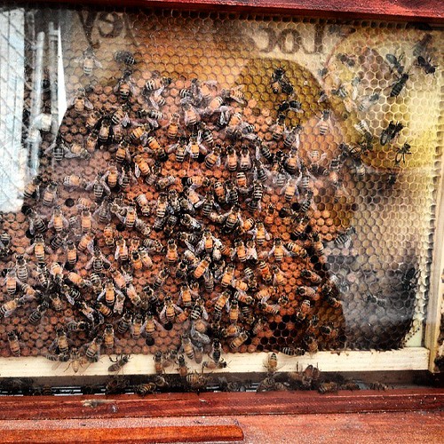 My Brother-in-law is a bee keeper and sells local raw honey at the farmer's market. He has a cool observation hive and it was really neat to see some bees hatching.