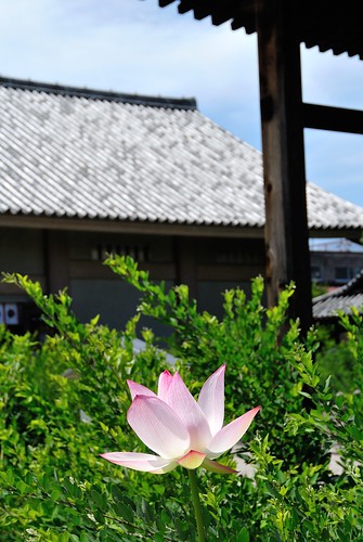 Lotus of Gangou-ji Temple.