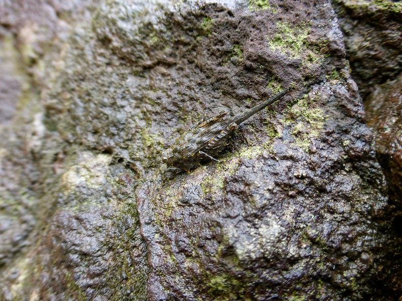 Lonad Caves - Cricket in camouflage