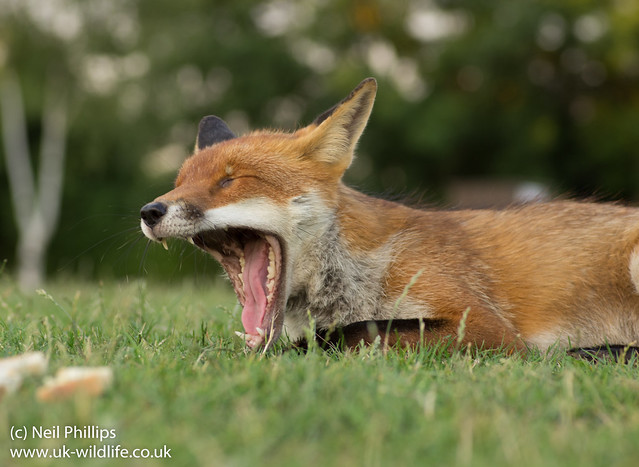 close ups of lying down fox-6