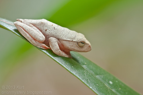 Kinabalu Tree Frog (Rhacophorus baluensis) IMG_1463 copy