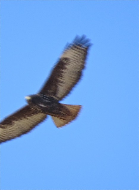 Harlan's X Western/Eastern Red-tailed Intergrade in McLean County, IL 04