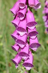 Figworts and Foxgloves