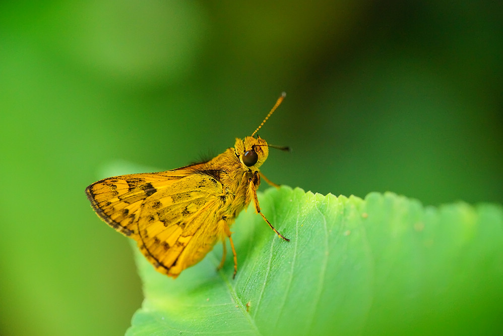 黃斑弄蝶
