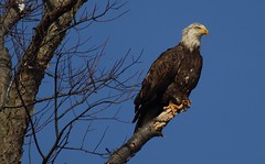 Staten Island Bald Eagles