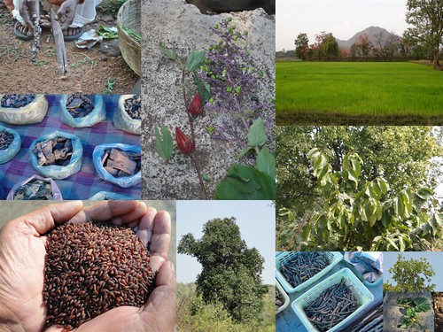 Validated and Potential Medicinal Rice Formulations for Hypertension and/with Diabetes mellitus Type 2 Complications (TH Group-272) from Pankaj Oudhia’s Medicinal Plant Database by Pankaj Oudhia